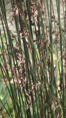 Thamnochortus karooica