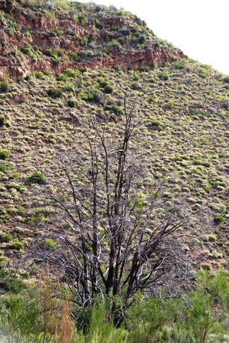 Widdringtonia schwarzii, photograph 3