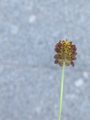 Trifolium spadiceum