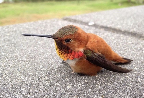 Rufous Hummingbird, Comox-Strathcona D, , BC, CA, photo 8 of 10