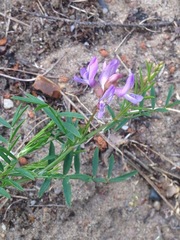Astragalus arenarius