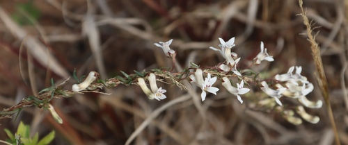 Image of Cyphia digitata by (c) Tony Rebelo, some rights reserved (CC BY-SA)