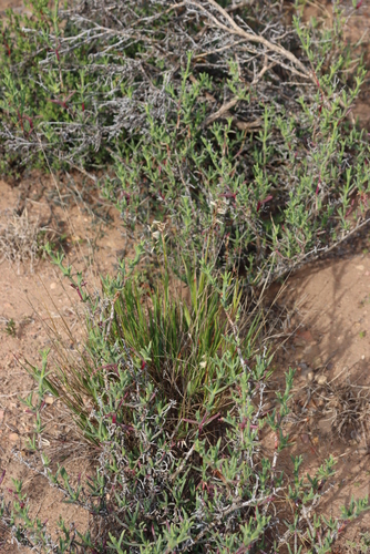 Melic Grass (Melica racemosa)