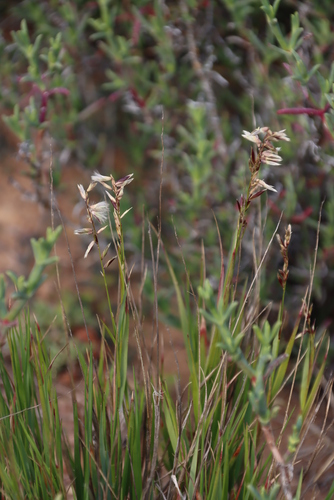 Image of Melic Grass (Melica racemosa) by (c) Tony Rebelo, some rights reserved (CC BY-SA)