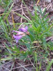 Astragalus arenarius