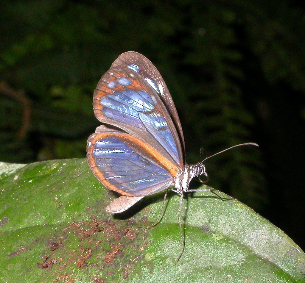Amalda Glasswing