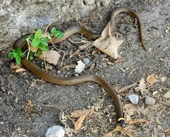 Tantilla bocourti