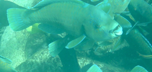Bumphead parrotfish (Scarus perrico) — Scaridae