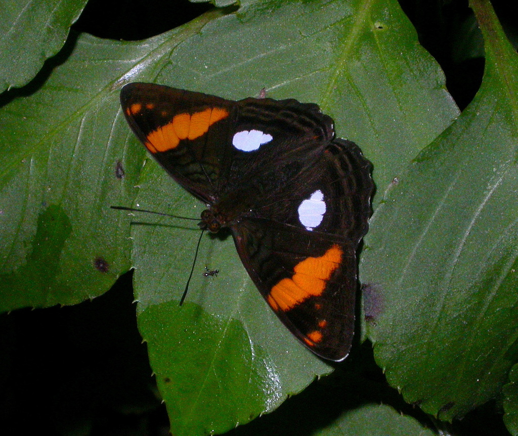 Limenitis zina