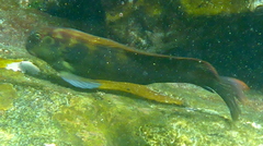 Ophioblennius steindachneri
