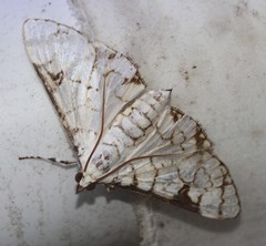 Aphytoceros lucusalis