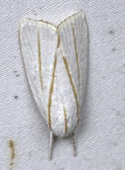 Cryptophasa flavolineata