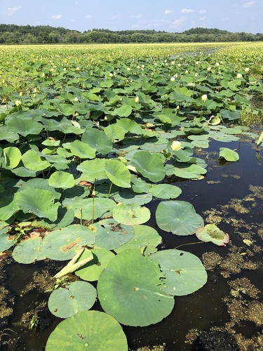 Nelumbo lutea