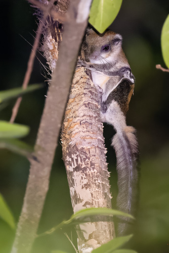 Grey-cheeked Flying Squirrel (Hylopetes sagitta) — Data Deficient Mammalia