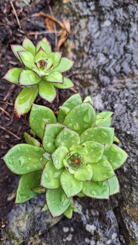 Orostachys maximowiczii