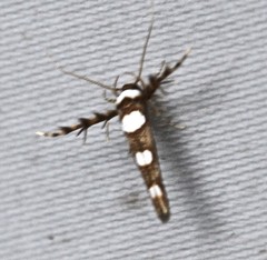 Stathmopoda triselena