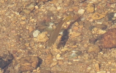 Melanotaenia splendida splendida