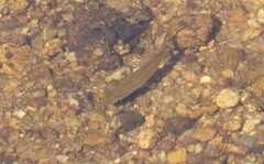 Melanotaenia splendida splendida