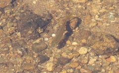 Melanotaenia splendida splendida