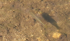 Melanotaenia splendida splendida