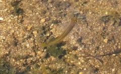 Melanotaenia splendida splendida