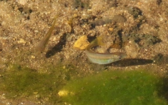 Melanotaenia splendida splendida