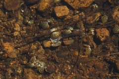Corbicula australis image
