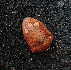 Solenosthedium bilunatum