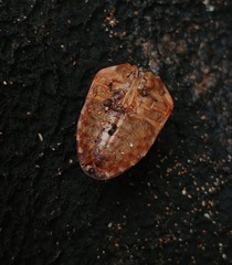 Solenosthedium bilunatum
