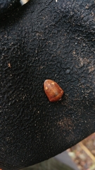 Solenosthedium bilunatum