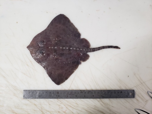 Broad skate (Amblyraja badia) — Rajidae — 3