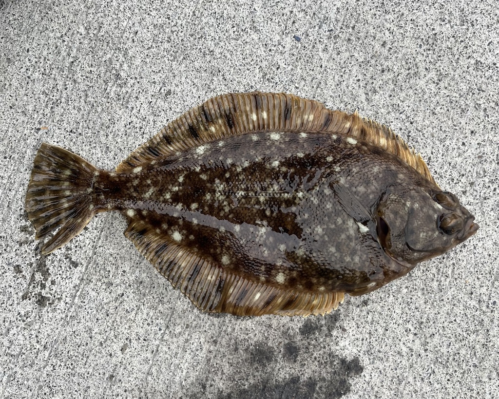 Pacific rock sole (Lepidopsetta bilineata) — Pleuronectidae