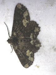 Paradromulia ambigua