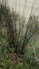 Thamnochortus karooica