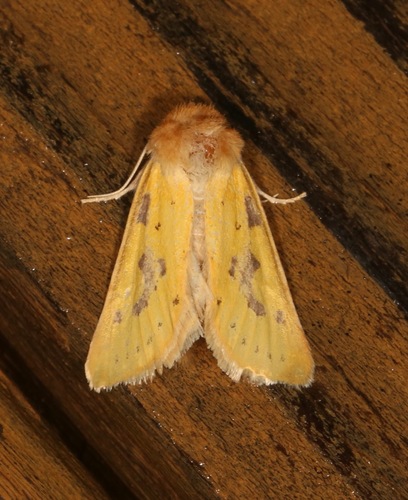 Chihuahuan Nocloa photo 4
