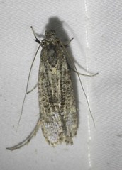 Gerontha acrosthenia
