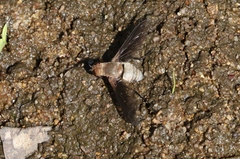 Ligyra tenebrosa