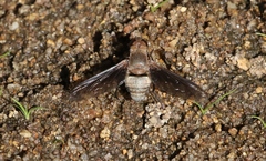 Ligyra tenebrosa