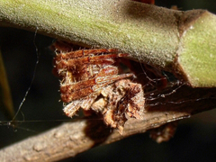 Araneidae