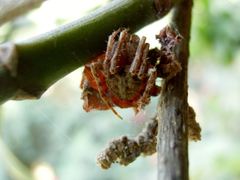 Araneidae
