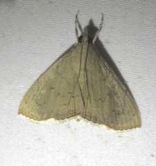 Hyalobathra crenulata