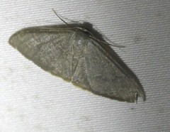 Idaea coercita