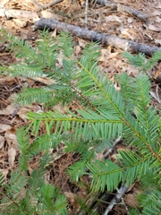 Taxus floridana