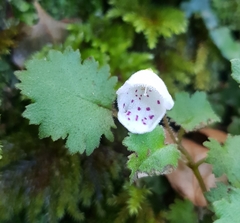 Jovellana repens