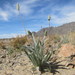Desert Plantain - Photo (c) Neil Frakes, some rights reserved (CC BY-NC), uploaded by Neil Frakes