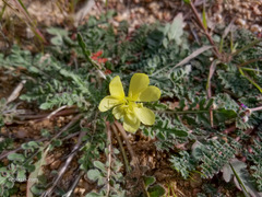 Oenothera primiveris primiveris