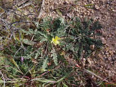 Oenothera primiveris primiveris