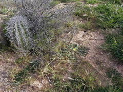 Oenothera primiveris primiveris