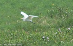 Bubulcus ibis coromandus