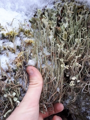 Cladonia ecmocyna